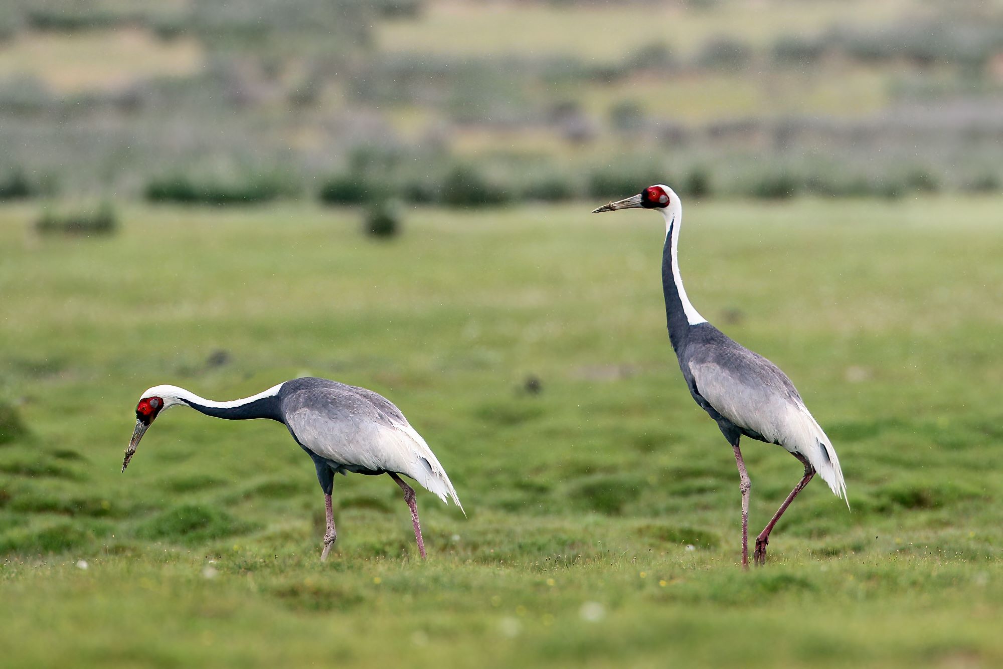 Amuri darvak Mongóliában
