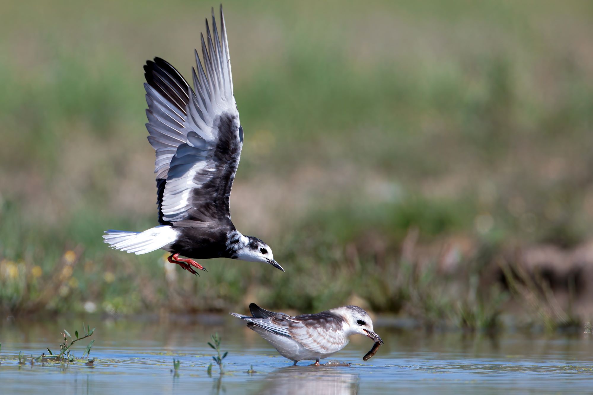 Fehérszárnyú szerkő eteti fiókáját
