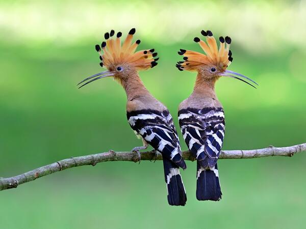 Fotósok kedvelt madara