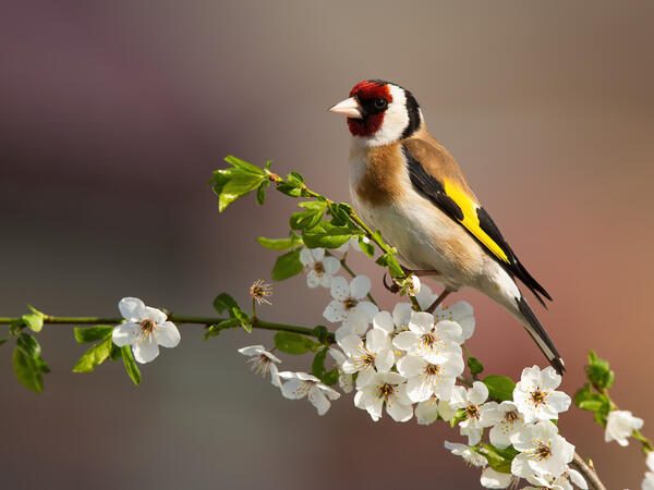 Tengelic – mintha a trópusokról érkezett volna