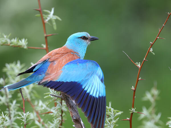 Nem kelekótya a szalakóta!