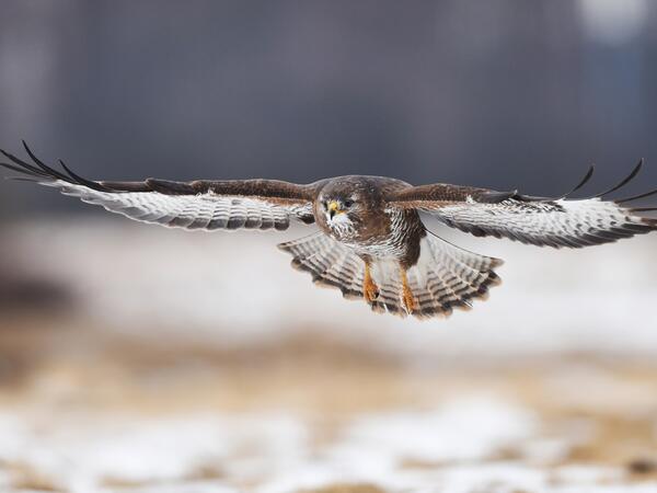 A mezei pockok réme: az egerészölyv