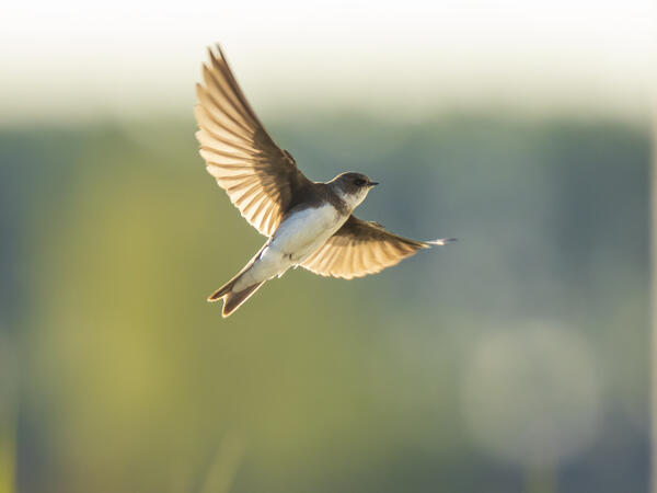 Ha egy nem is, de több ezer partifecske már csinálhat tavaszt
