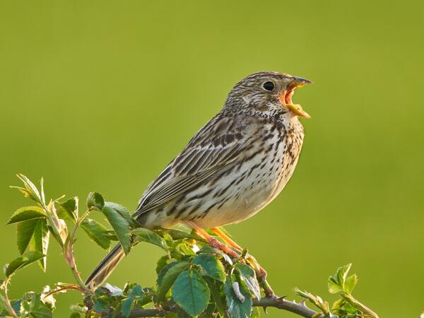 A sordély egy igazi sármány!