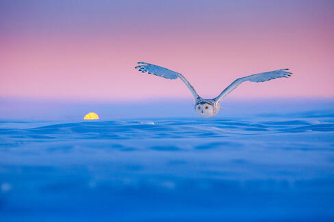 Low flight over snow (photo: Jianbo Ma)