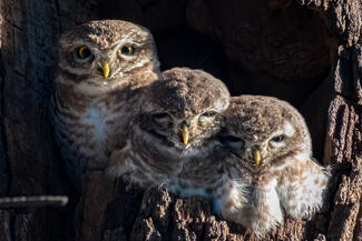 Snuggle Up, Winter is Here