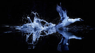 A Space Bird, Mergellus albellus