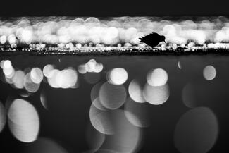 Fekete-fehér partfutó