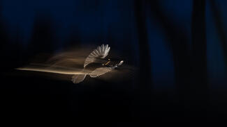 Repülés a kék órában