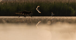 A róka és a cankó meséje