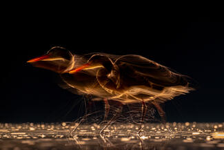 A következő pillanat