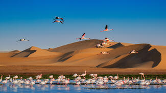 Flamingók és dűnék