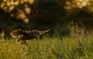 Az éjszaka vadásza