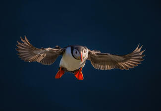 Délutáni érkezés