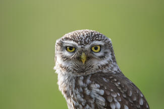 Hát te meg mit bámulsz?