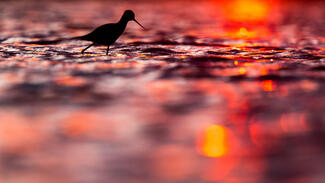 Gólyatöcs naplementében
