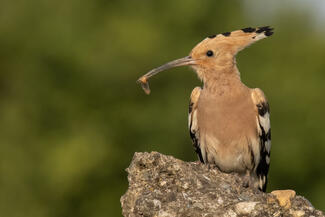 Búbosbanka a betonrakáson