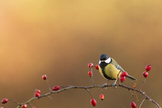 Csipkén csücsülő cinke