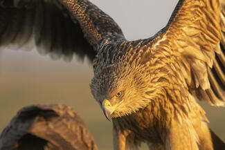 Mi van, mi van, mi van?!