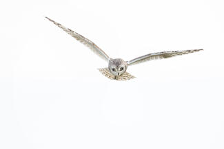 Jelenés a semmiből