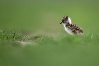 A puszta ifjú lakója 