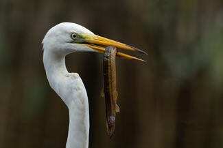 Csíkkirály halála