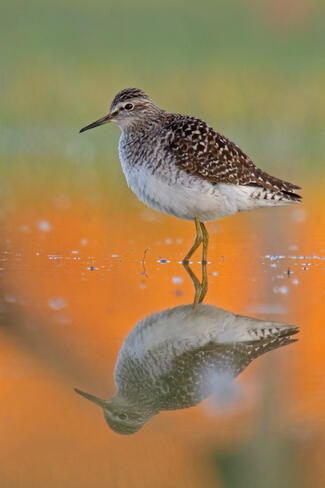 Hajnali tükröződés