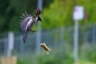 Madarat fogok örömömbe 