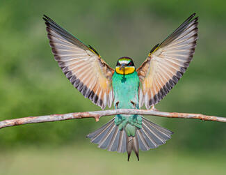 Kitárt Szárnyakkal 