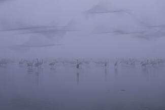 Darvak hajnali ködben