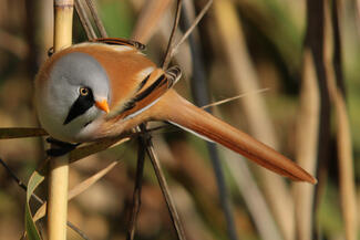 Pózoló barkóscinege