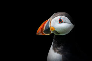 Puffin a studioban