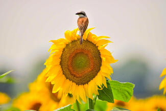 Napraforgó felügyelője