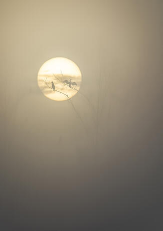 Reggeli sütkérezés