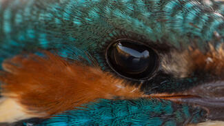 Jégmadárban jégmadár