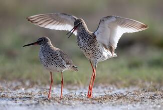 Én táncolnék veled