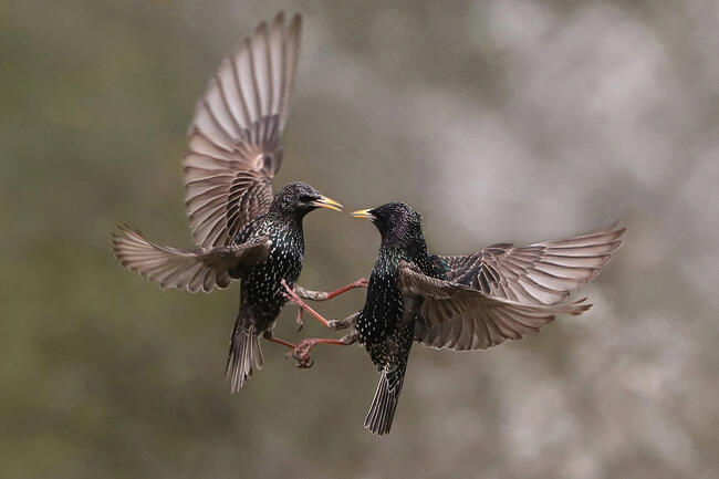 Seregélyek tánca, Az év madárfotója