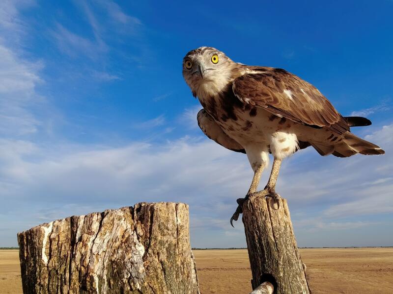 Szülőföldem, Hortobágy