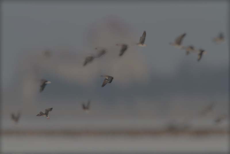 Vadludak a Tatai vár előtt